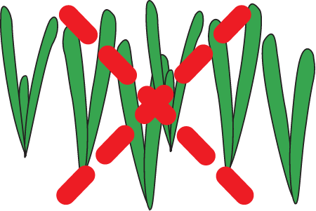 Seagrass Loss and Recovery