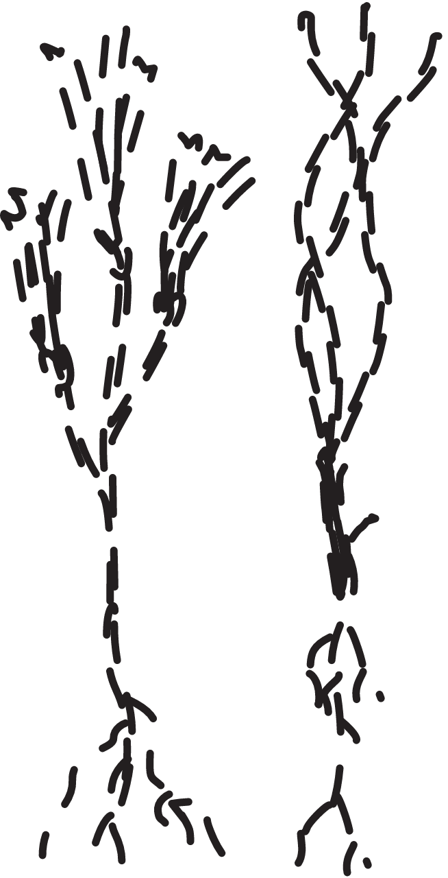 Seagrass Potential Habitat