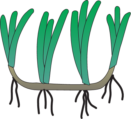 Seagrass with Rhizome