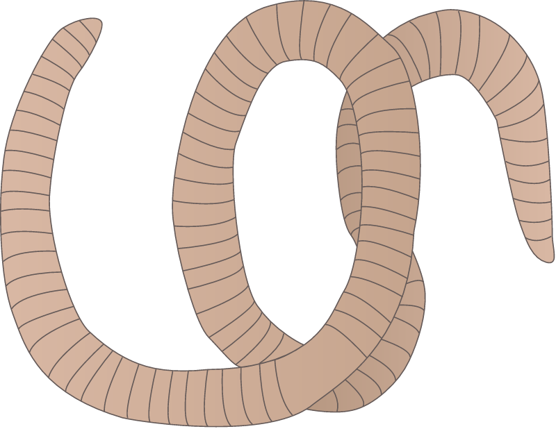Segmented Worm