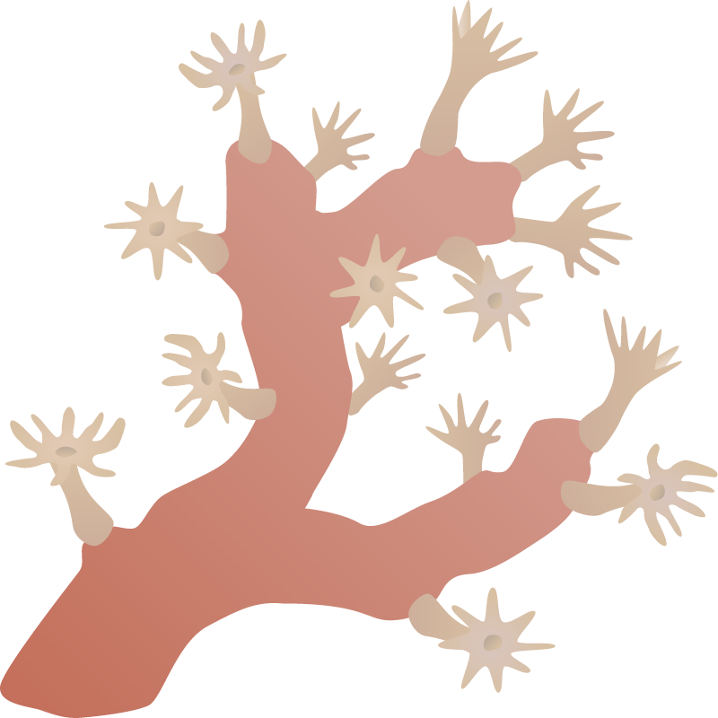 Soft Coral