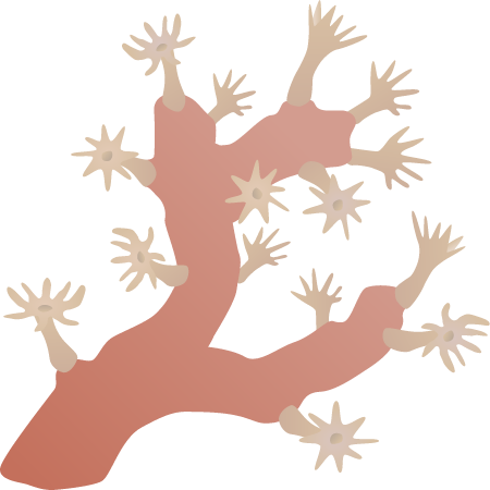 Soft Coral
