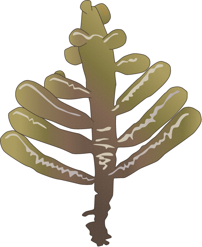 Splachnidium rugosum