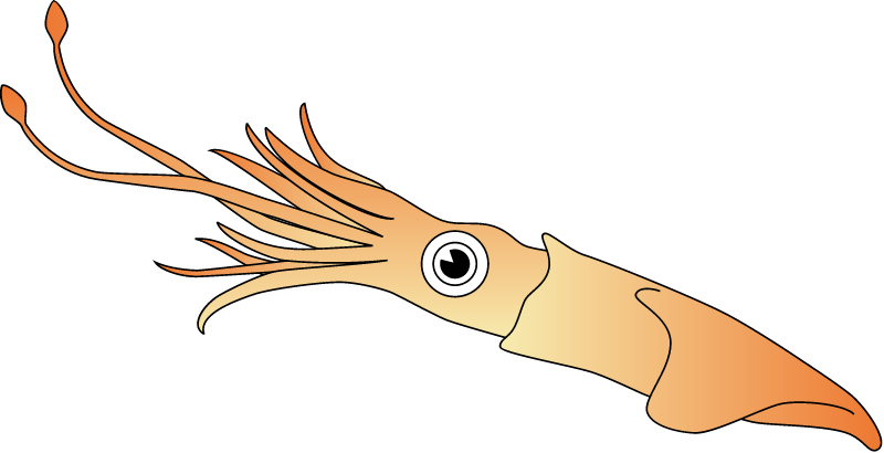 Squid