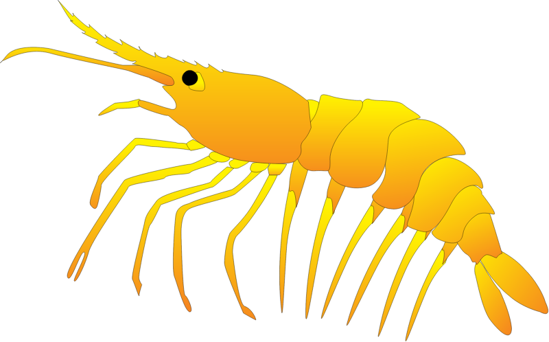 Stomatopod