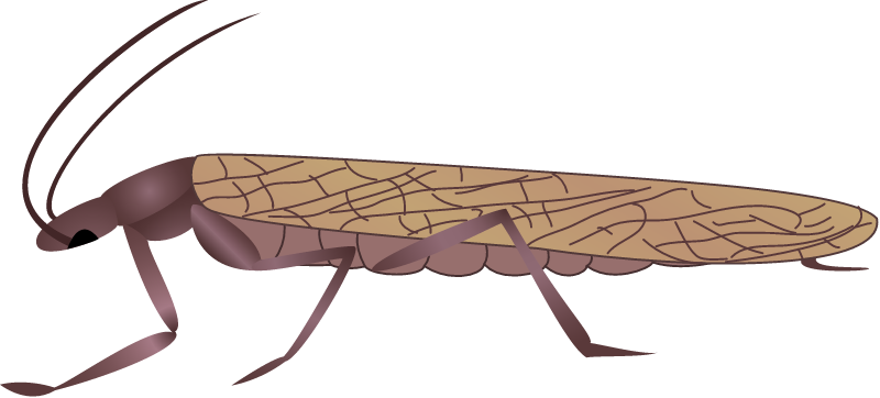 Stonefly Adult