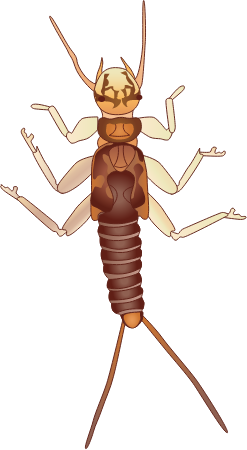 Stonefly Larva