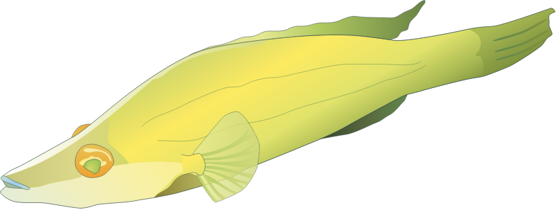 Pointed-snout wrasse (Symphodus Rostratus)