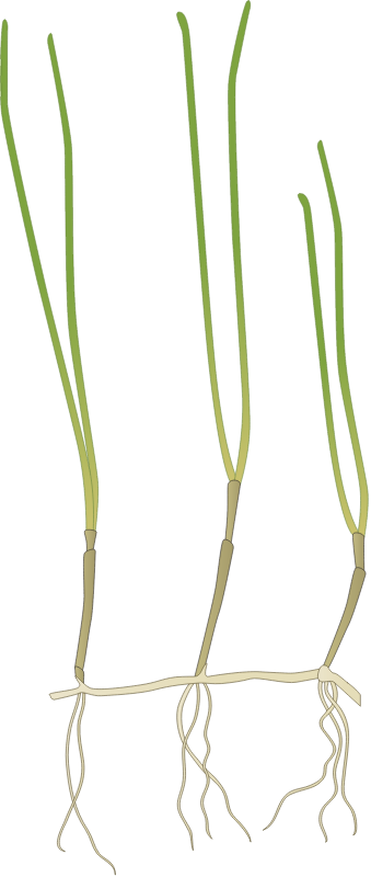 Syringodium Filiforme