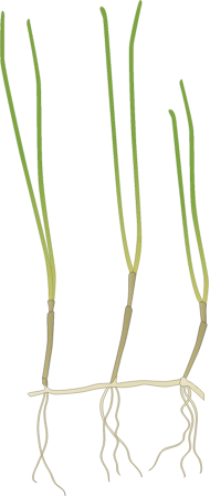 Syringodium Filiforme