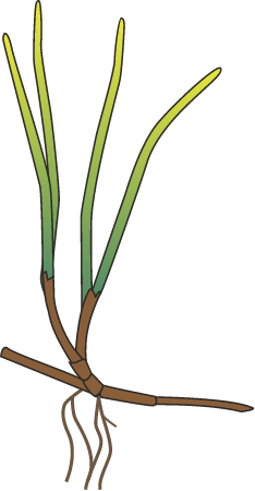 Noodle Seagrass (Syringodium Isoetifolium)