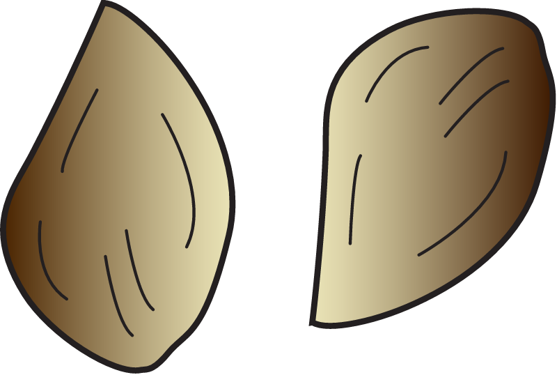 Noodle Seagrass Seeds (Syringodium Isoetifolium Seeds)