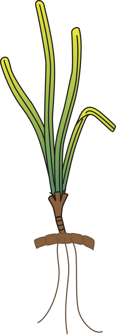 Pacific Turtlegrass (Thalassia Hemprichii)