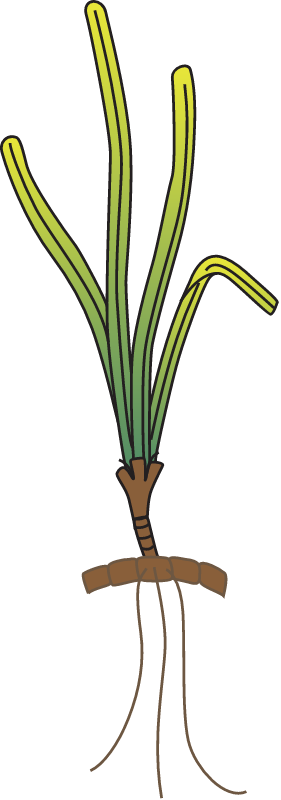 Pacific Turtlegrass (Thalassia Hemprichii)