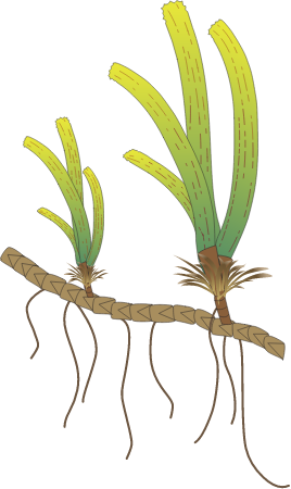 Pacific Turtlegrass (Thalassia Hemprichii)