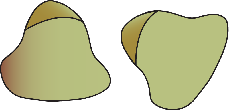 Pacific Turtlegrass Seeds (Thalassia Hemprichii)