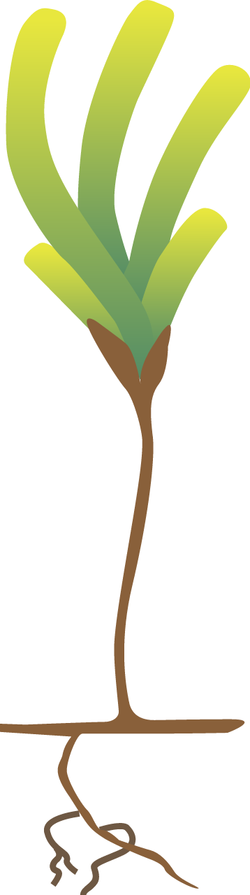 Sickle-leaved Cymodocea (Thalassodendron Ciliatum)