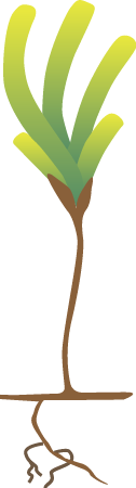 Sickle-leaved Cymodocea (Thalassodendron Ciliatum)
