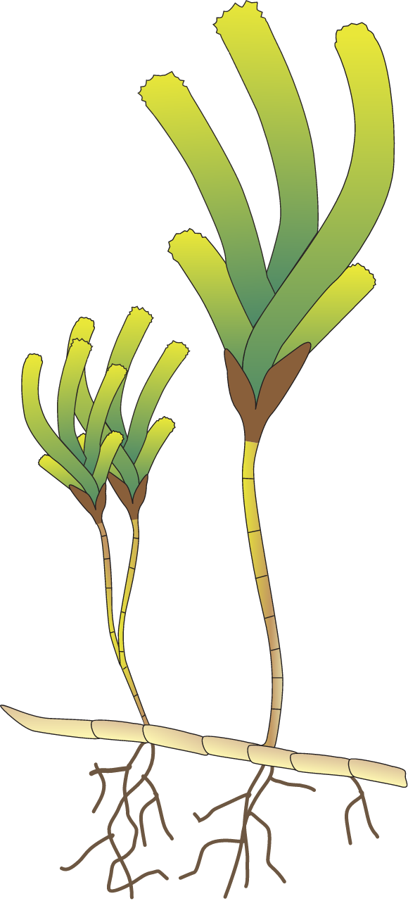 Sickle-leaved Cymodocea (Thalassodendron Ciliatum)