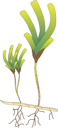 Sickle-leaved Cymodocea (Thalassodendron Ciliatum)