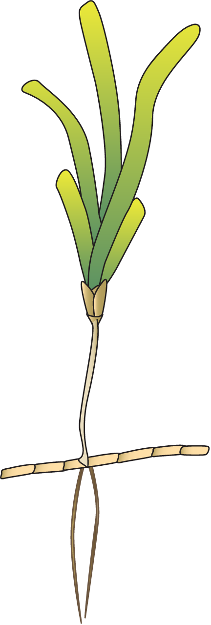 Thalassodendron Pachyrhizon