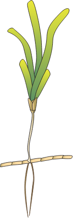 Thalassodendron Pachyrhizon