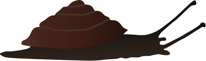 Trochomorpha Apia
