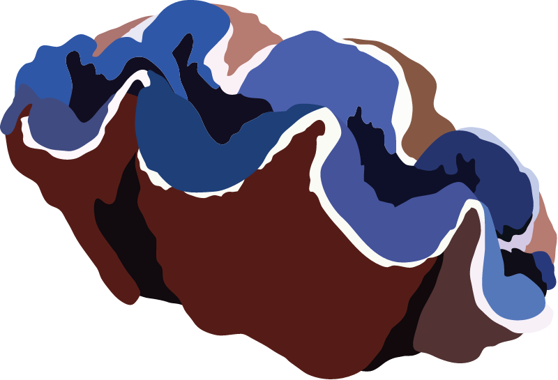 Giant Clam (Tridacna Gigas)