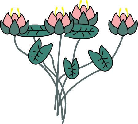 Water Lily