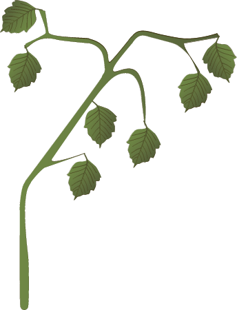 Wilted Plant
