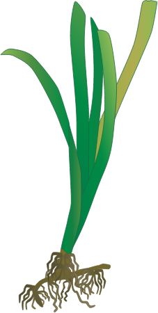 Zostera Asiatica