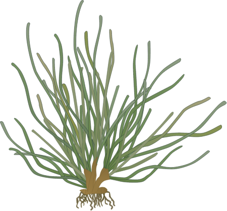 Zostera Caespitosa