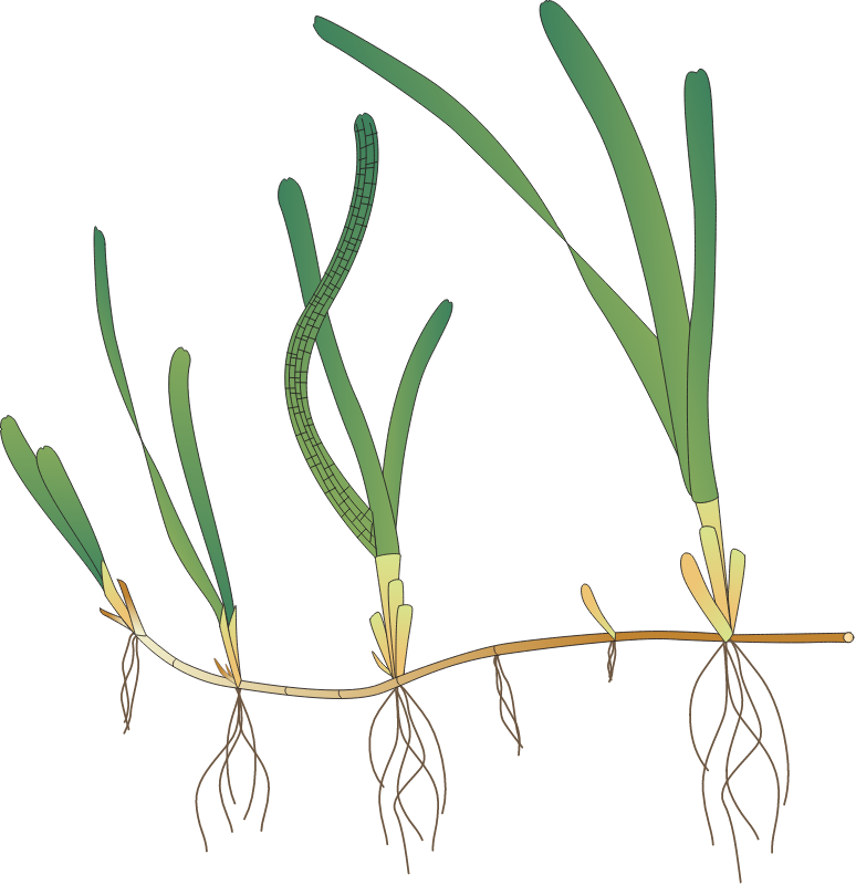 Zostera Capensis
