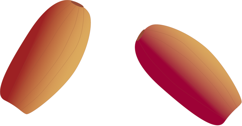 Zostera Capensis Seeds