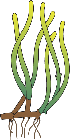 Zostera Capricornii