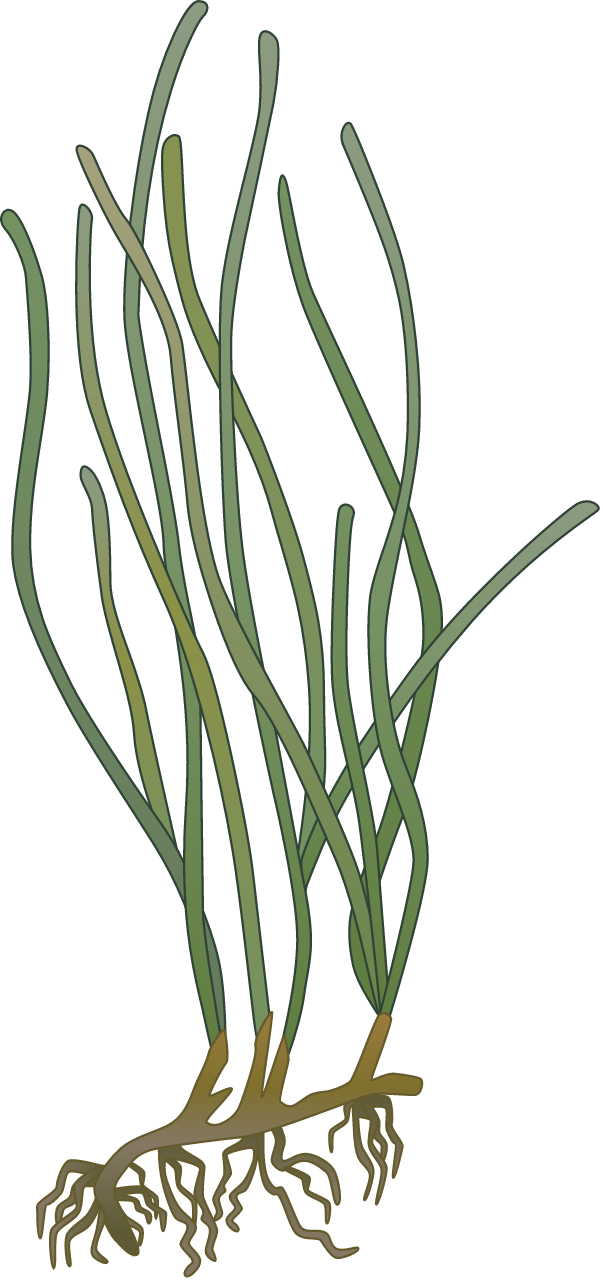 Zostera Noltii