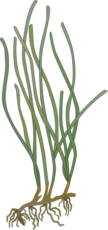 Zostera Noltii