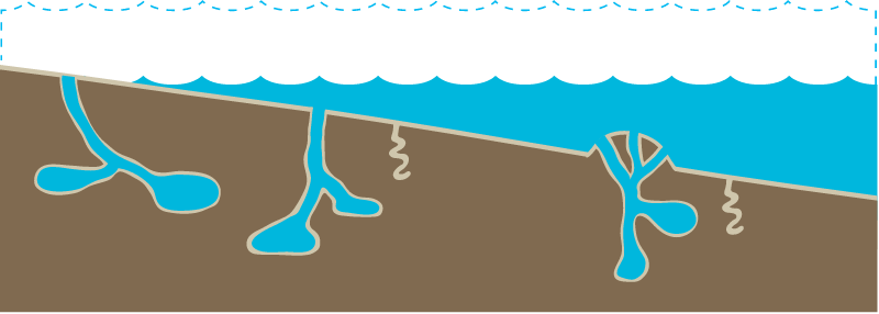 Habitat 2d Intertidal Mud