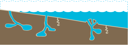 Habitat 2d Intertidal Mud