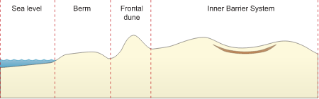 Coastline 2d Sand Dune System