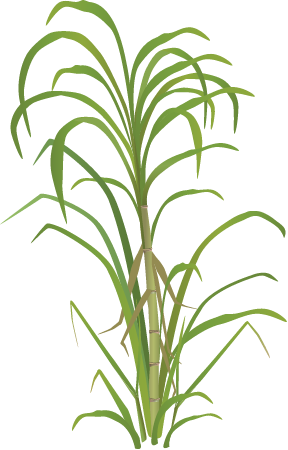 Sugarcane