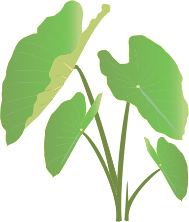 Taro