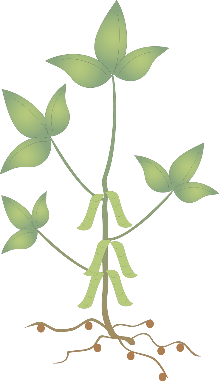 Soybeans
