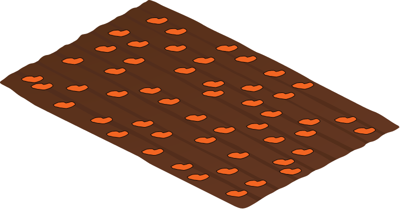 Sweet Potato Plantation