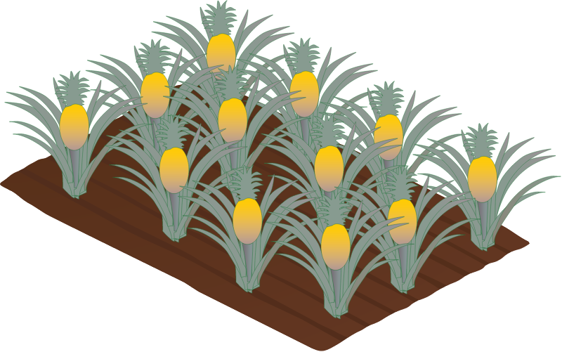 Pineapple Plantation