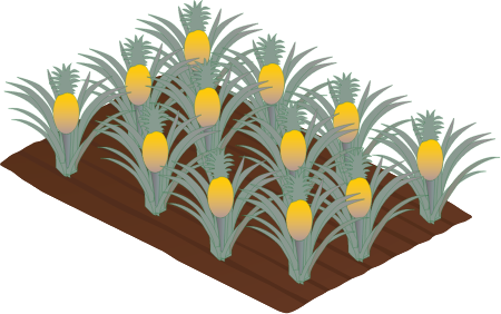 Pineapple Plantation