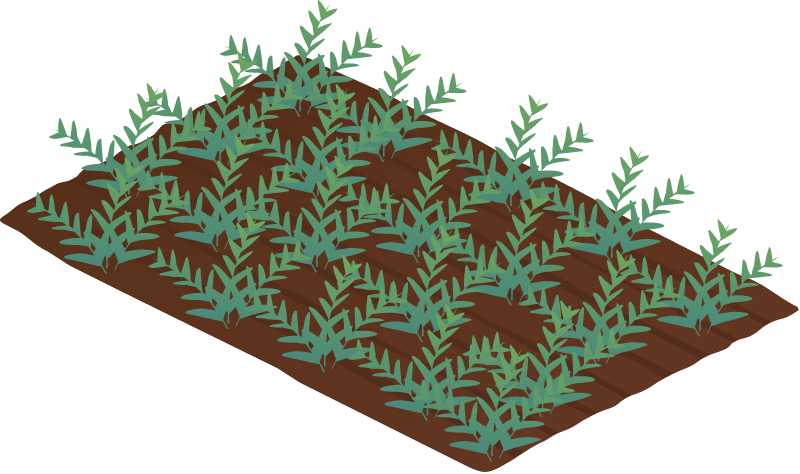 Field Winter Crop