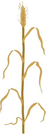 Wheat