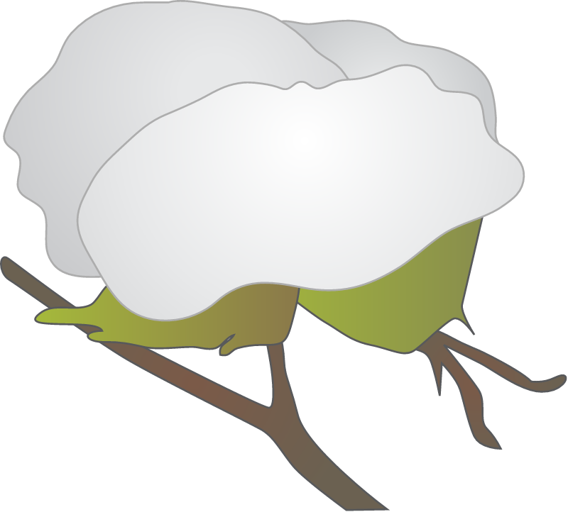 Cotton Boll