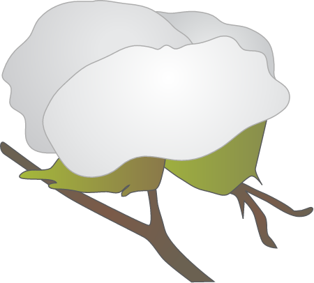 Cotton Boll